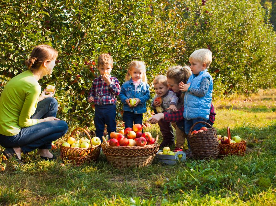 Æblefestuge i Slesvig. Foto: Colourbox.dk
