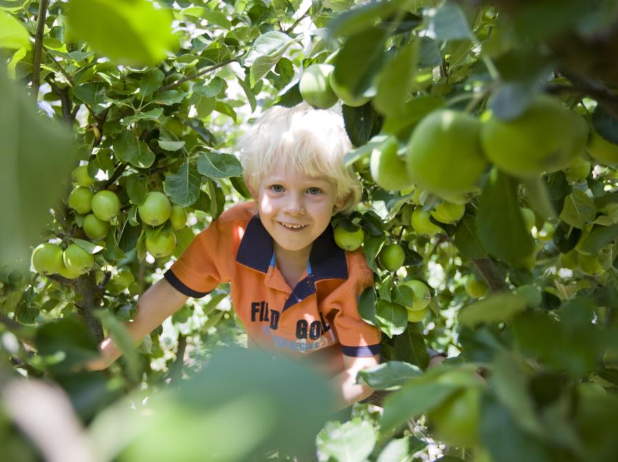 Barn i æbletræ. Foto: Colourbox.dk